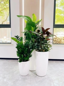 想租花卉？江北哪家强？带你找到优质之选！